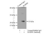 RAIDD Antibody in Immunoprecipitation (IP)