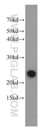 RAIDD Antibody in Western Blot (WB)