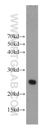 RAIDD Antibody in Western Blot (WB)