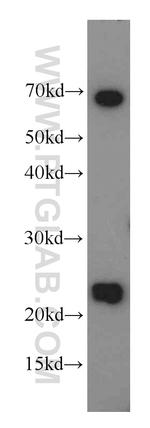 RAIDD Antibody in Western Blot (WB)