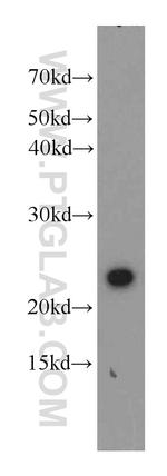 RAIDD Antibody in Western Blot (WB)
