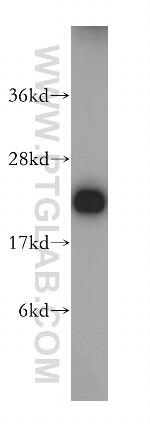 RAIDD Antibody in Western Blot (WB)