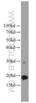ICT1 Antibody in Western Blot (WB)