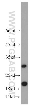ICT1 Antibody in Western Blot (WB)