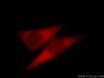 Cytohesin 2 Antibody in Immunocytochemistry (ICC/IF)