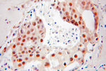 DR1 Antibody in Immunohistochemistry (Paraffin) (IHC (P))