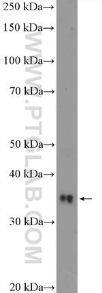 RFC2 Antibody in Western Blot (WB)