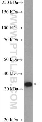 RFC2 Antibody in Western Blot (WB)