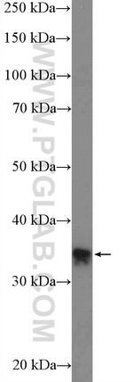 RFC2 Antibody in Western Blot (WB)