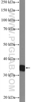 RFC2 Antibody in Western Blot (WB)