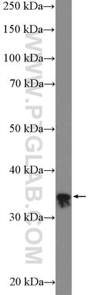 RFC2 Antibody in Western Blot (WB)