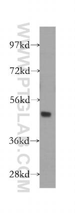 GATA3 Antibody in Western Blot (WB)