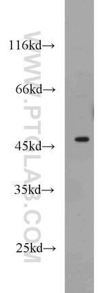 GATA3 Antibody in Western Blot (WB)