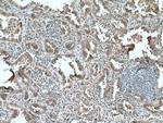 SLC25A3 Antibody in Immunohistochemistry (Paraffin) (IHC (P))