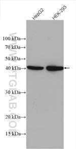 SLC25A3 Antibody in Western Blot (WB)