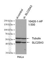 SLC25A3 Antibody in Western Blot (WB)