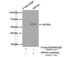 SOX10 Antibody in Immunoprecipitation (IP)