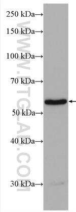 SOX10 Antibody in Western Blot (WB)