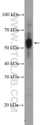 SOX10 Antibody in Western Blot (WB)