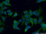 ENOX2 Antibody in Immunocytochemistry (ICC/IF)