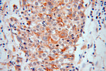 ENOX2 Antibody in Immunohistochemistry (Paraffin) (IHC (P))