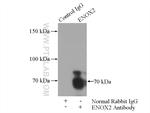 ENOX2 Antibody in Immunoprecipitation (IP)