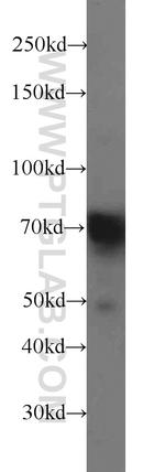 ENOX2 Antibody in Western Blot (WB)
