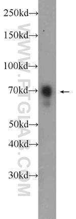 ENOX2 Antibody in Western Blot (WB)