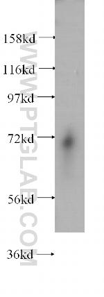 ENOX2 Antibody in Western Blot (WB)