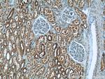 JTV1 Antibody in Immunohistochemistry (Paraffin) (IHC (P))