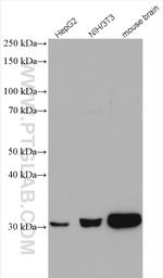 CDK5 Antibody in Western Blot (WB)