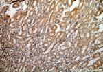 DIABLO Antibody in Immunohistochemistry (Paraffin) (IHC (P))