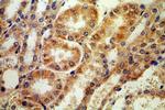 DIABLO Antibody in Immunohistochemistry (Paraffin) (IHC (P))