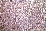 DIABLO Antibody in Immunohistochemistry (Paraffin) (IHC (P))