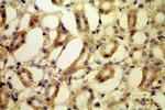 DIABLO Antibody in Immunohistochemistry (Paraffin) (IHC (P))