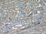 DIABLO Antibody in Immunohistochemistry (Paraffin) (IHC (P))