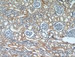 DIABLO Antibody in Immunohistochemistry (Paraffin) (IHC (P))