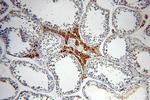 DIABLO Antibody in Immunohistochemistry (Paraffin) (IHC (P))