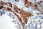 DIABLO Antibody in Immunohistochemistry (Paraffin) (IHC (P))
