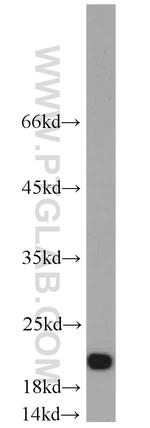 DIABLO Antibody in Western Blot (WB)
