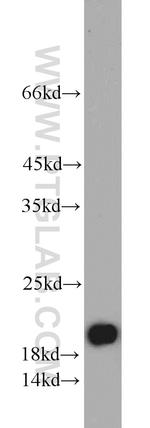 DIABLO Antibody in Western Blot (WB)