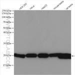 DIABLO Antibody in Western Blot (WB)