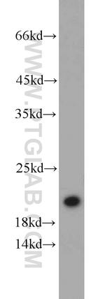 DIABLO Antibody in Western Blot (WB)