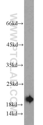 DIABLO Antibody in Western Blot (WB)