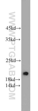 DIABLO Antibody in Western Blot (WB)