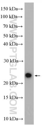 DIABLO Antibody in Western Blot (WB)