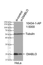 DIABLO Antibody in Western Blot (WB)