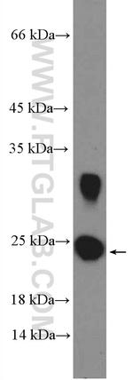 DIABLO Antibody in Western Blot (WB)