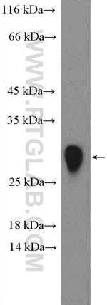 DIABLO Antibody in Western Blot (WB)