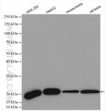 DIABLO Antibody in Western Blot (WB)
